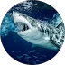Nick Shark
